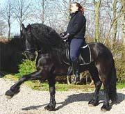 View Friesian horse purchasing details for Lancelot