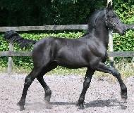 View Friesian horse purchasing details for LATTE