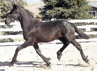 View Friesian horse purchasing details for Laurant
