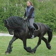 View Friesian horse purchasing details for Leo