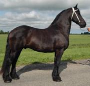 View Friesian horse purchasing details for Libbe