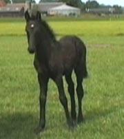 View Friesian horse purchasing details for Lily