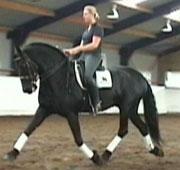 View Friesian horse purchasing details for Louis