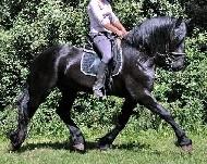 View Friesian horse purchasing details for LUXOR