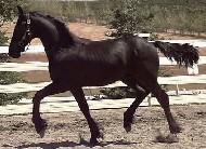 View Friesian horse purchasing details for Luxos