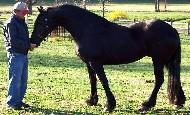 View Friesian horse purchasing details for Mariska