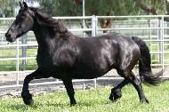 View Friesian horse purchasing details for Madonna STER