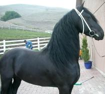 View Friesian horse purchasing details for Maestro