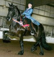 View Friesian horse purchasing details for Hoera Boszorg