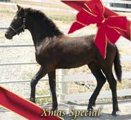 View Friesian horse purchasing details for Maike