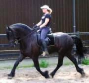 View Friesian horse purchasing details for The Majestic
