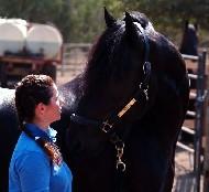 View Friesian horse purchasing details for Gilliad