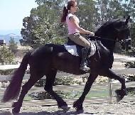 View Friesian horse purchasing details for Malachite