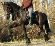 View Friesian horse purchasing details for Manolo