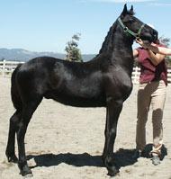 View Friesian horse purchasing details for Manus