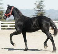 View Friesian horse purchasing details for Marijke Fan Stedina