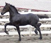View Friesian horse purchasing details for Mark