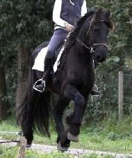 View Friesian horse purchasing details for McDreamy