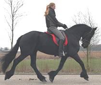 View Friesian horse purchasing details for Mearke