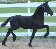 View Friesian horse purchasing details for Mentha