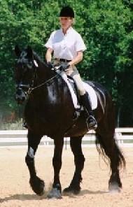 View Friesian horse purchasing details for Merlin
