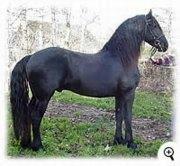 View Friesian horse purchasing details for Midnight Dream