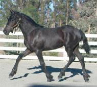 View Friesian horse purchasing details for Mieke Fan E