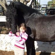 View Friesian horse purchasing details for Mirage