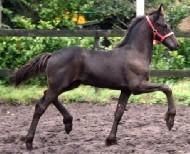View Friesian horse purchasing details for Montego