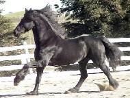 View Friesian horse purchasing details for Moschino
