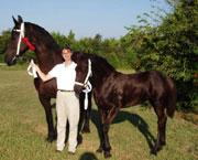 View Friesian horse purchasing details for Mystery