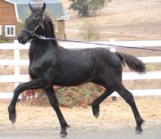 View Friesian horse purchasing details for Nammen