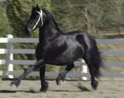 View Friesian horse purchasing details for Nanny