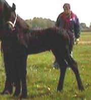 View Friesian horse purchasing details for Neptune