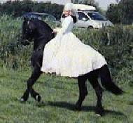 View Friesian horse purchasing details for Nero