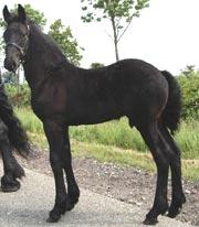 View Friesian horse purchasing details for Nick