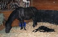 View Friesian horse purchasing details for Orchid STER