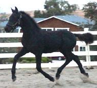 View Friesian horse purchasing details for Otto