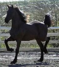 View Friesian horse purchasing details for Paige