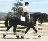 View Friesian horse purchasing details for Pedro
