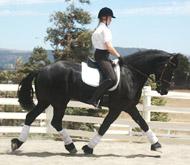 View Friesian horse purchasing details for Pedro