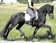 View Friesian horse purchasing details for Jelmer STER