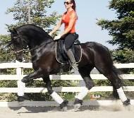 View Friesian horse purchasing details for PRADA STER