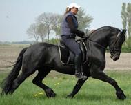 View Friesian horse purchasing details for Ransom
