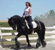 View Friesian horse purchasing details for Raven