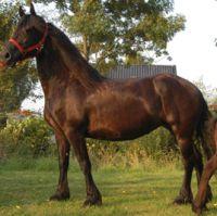 View Friesian horse purchasing details for Reeltsje
