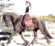 View Friesian horse purchasing details for Reina