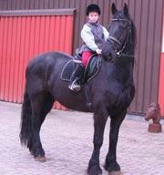 View Friesian horse purchasing details for Reitze