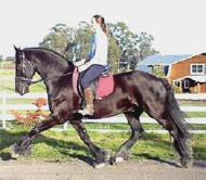 View Friesian horse purchasing details for Reltje