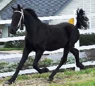 View Friesian horse purchasing details for Rens